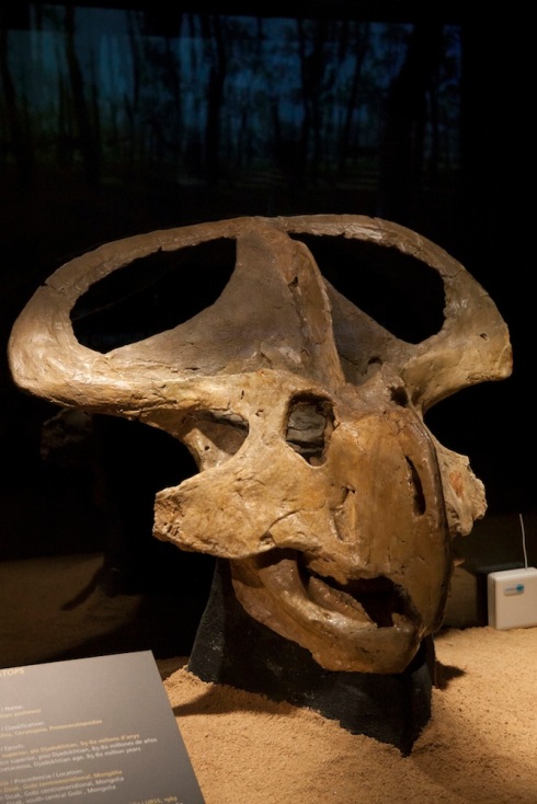 Protoceratops front view